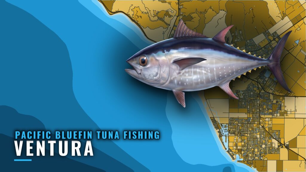 Pacific Bluefin Tuna Fishing Out of Ventura: Island Grounds