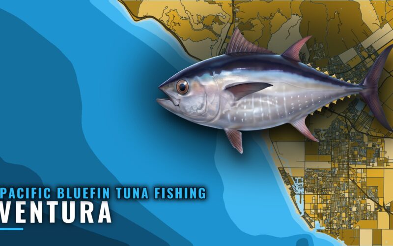 Pacific Bluefin Tuna Fishing Out of Ventura: Island Grounds