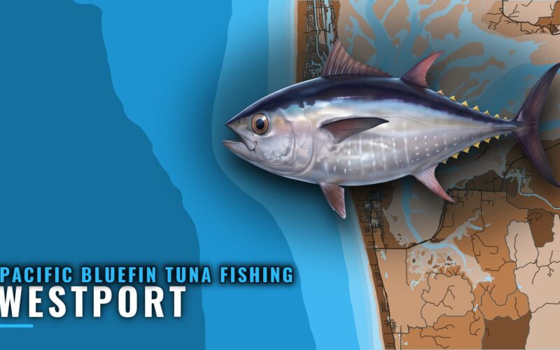 Pacific Bluefin Tuna Fishing Out of Westport: Where to Run