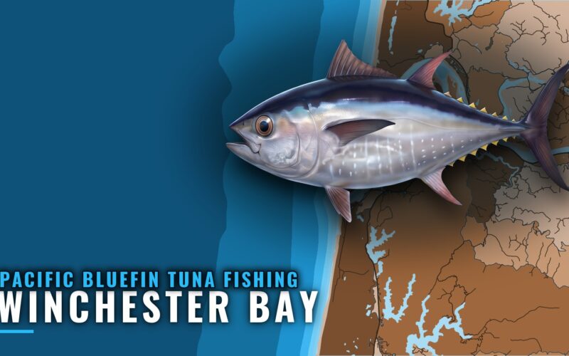 Pacific bluefin tuna fishing out of Winchester Bay, Oregon
