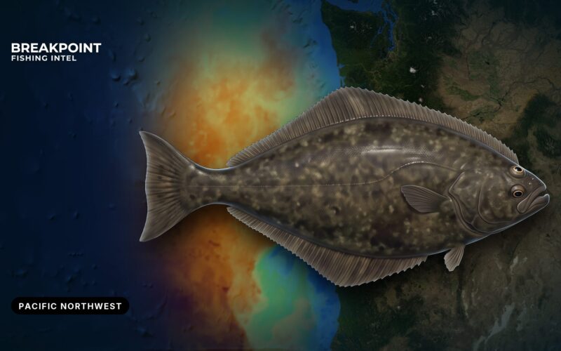 West Coast Groundfish and Pacific Halibut Federal Rules