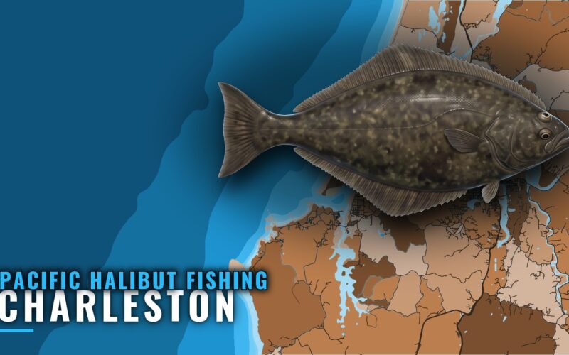 Pacific Halibut Fishing Out of Charleston, Oregon