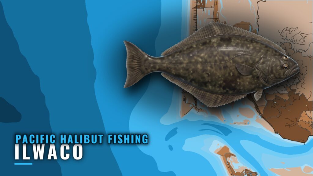 Pacific Halibut Fishing Out of Ilwaco: Grounds and Timing