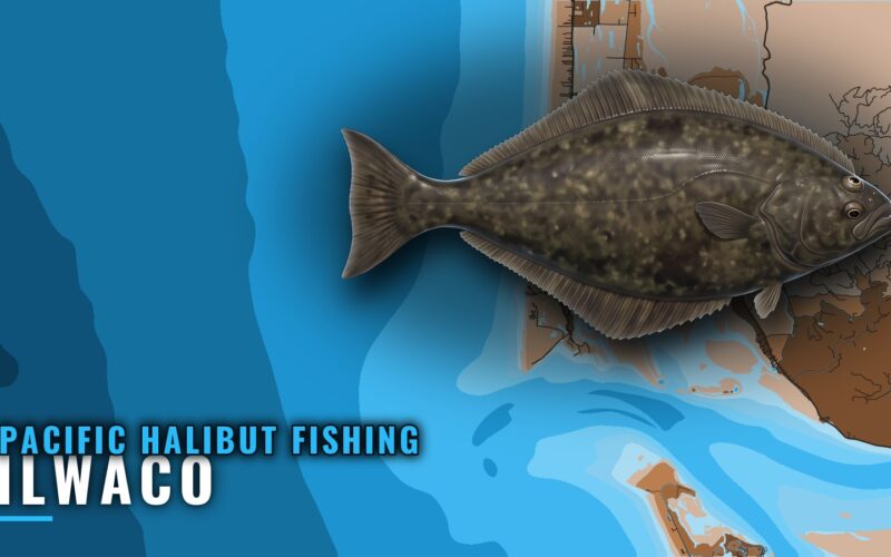 Pacific Halibut Fishing Out of Ilwaco: Grounds and Timing