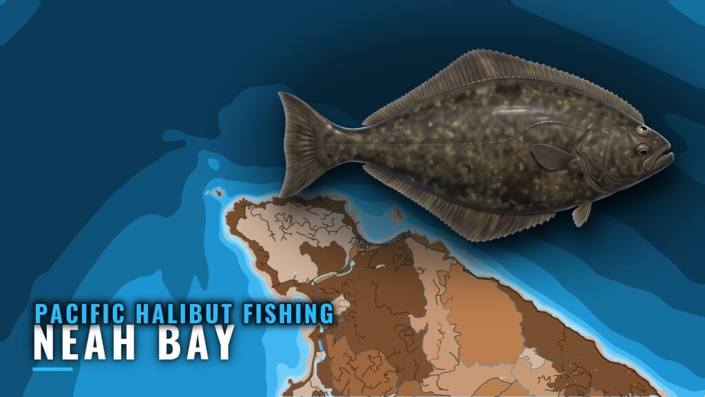 Pacific Halibut Fishing Out of Neah Bay: Grounds and Runs