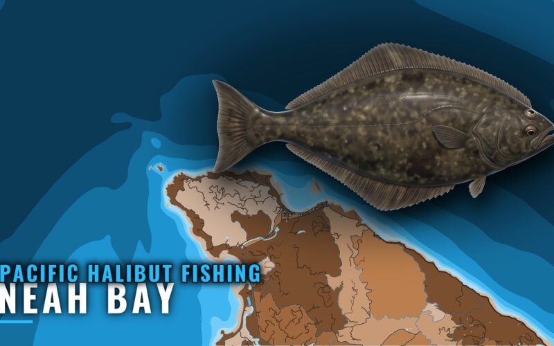 Pacific Halibut Fishing Out of Neah Bay: Grounds and Runs