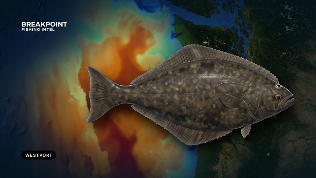 Pacific Halibut Fishing off Westport: A Private Boat Brief