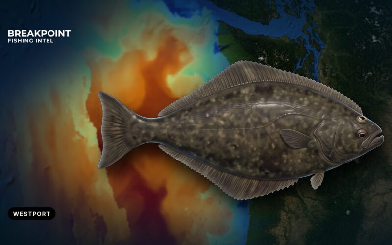 Pacific Halibut Fishing off Westport: A Private Boat Brief
