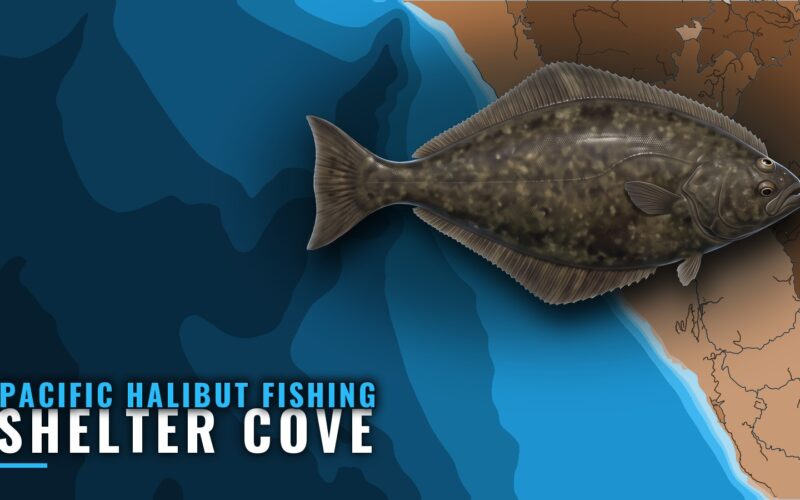Pacific Halibut Fishing Out of Shelter Cove, California
