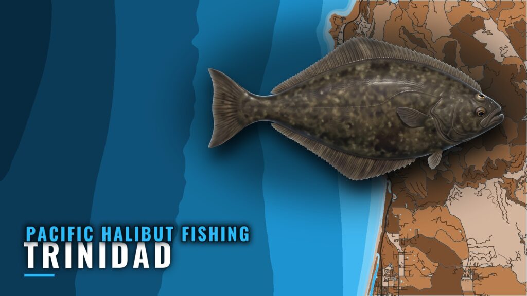 Pacific Halibut Fishing Out of Trinidad, California