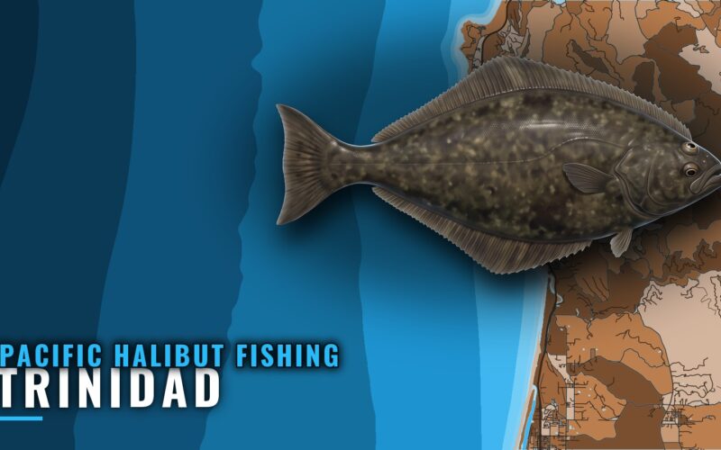 Pacific Halibut Fishing Out of Trinidad, California