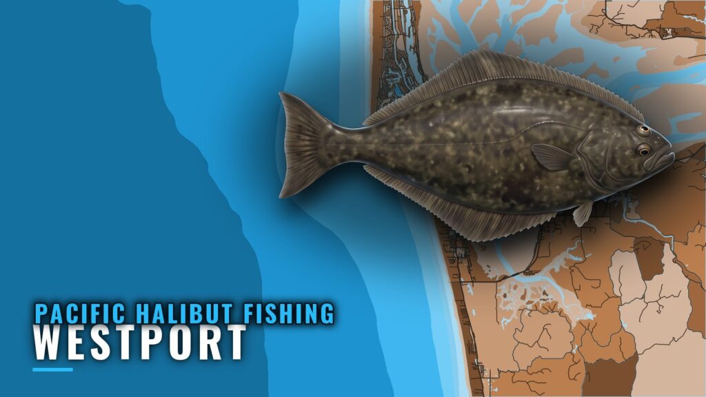 Pacific Halibut Fishing Out of Westport: Runs and Depths