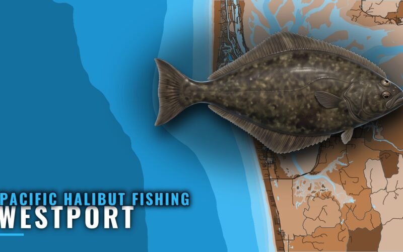 Pacific Halibut Fishing Out of Westport: Runs and Depths