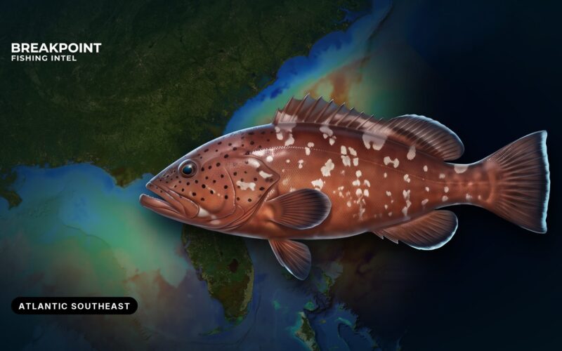 Red Grouper Fishing in the Atlantic Southeast: A Guide