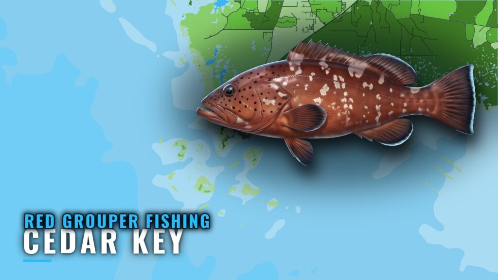 Red Grouper Fishing Out of Cedar Key: Grounds and Marks