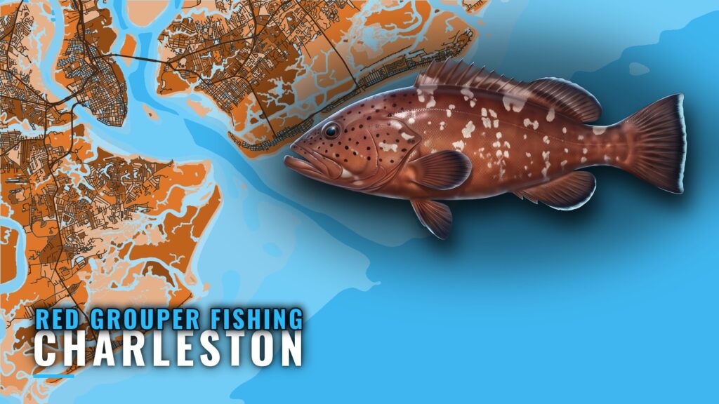 Red Grouper Fishing Out of Charleston: Run, Trips, Rules