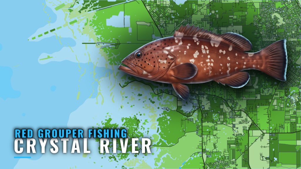 Red Grouper Fishing out of Crystal River: Reefs and Runs