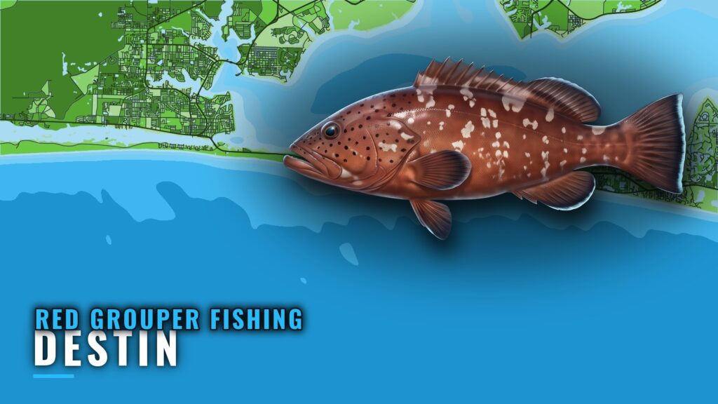 Red Grouper Fishing Out of Destin: Sites, Depths, Season