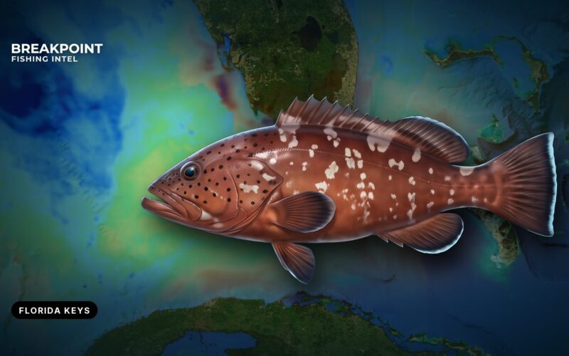 Red Grouper Fishing in the Florida Keys: A Local Guide