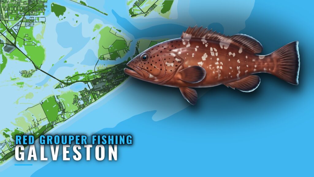 Red Grouper Fishing Out of Galveston: Runs and Grounds