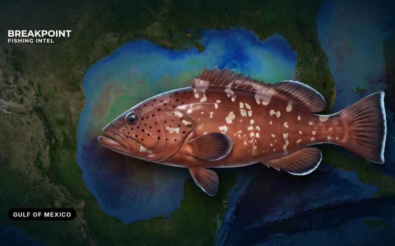 Red Grouper Fishing in the Gulf of Mexico: Bottom and Rules