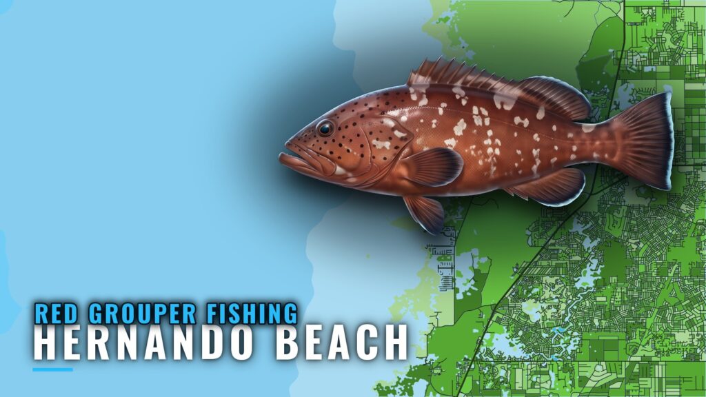 Red grouper fishing out of Hernando Beach: reefs and runs