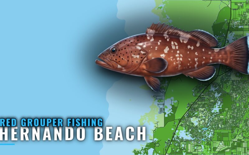 Red grouper fishing out of Hernando Beach: reefs and runs