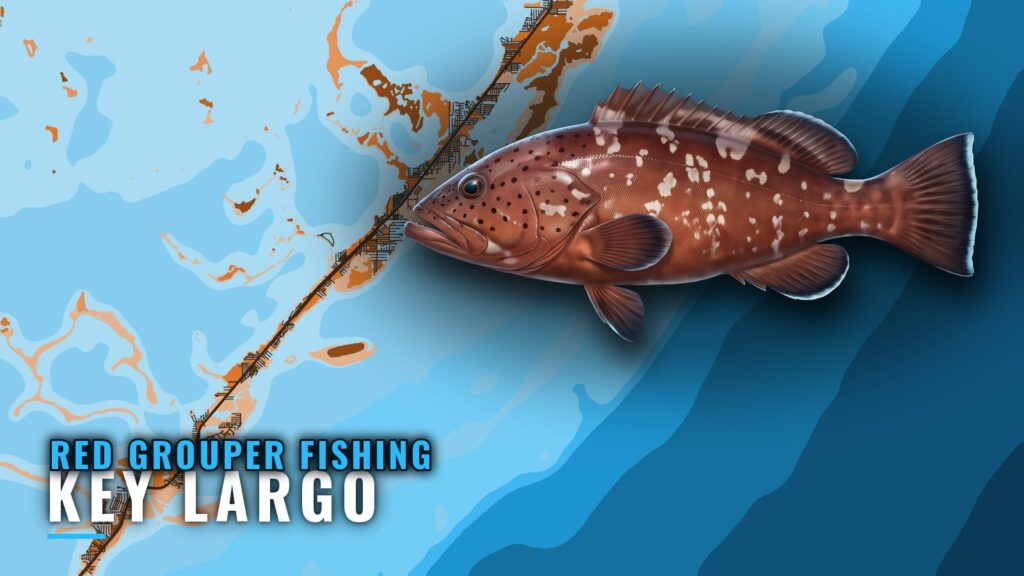 Red grouper fishing out of Key Largo: season and marks