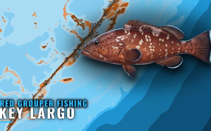 Red grouper fishing out of Key Largo: season and marks