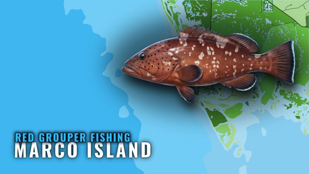 Red Grouper Fishing Out of Marco Island: Season and Grounds