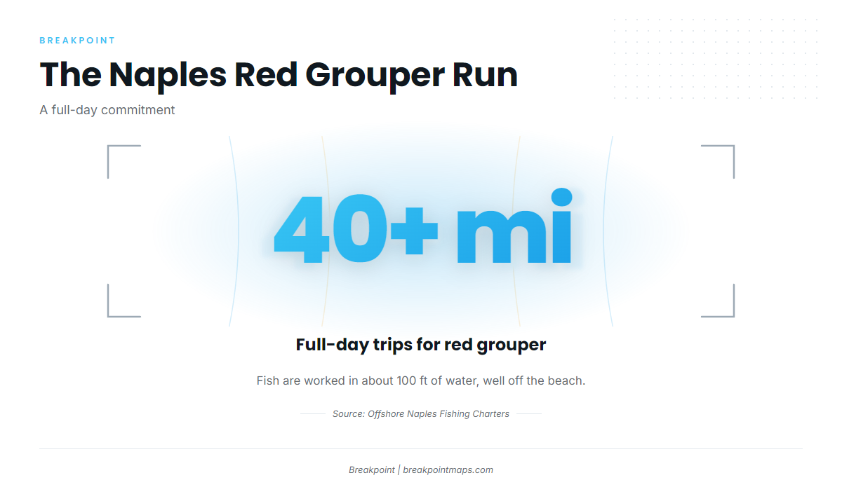 When red grouper are around Naples and how far boats run