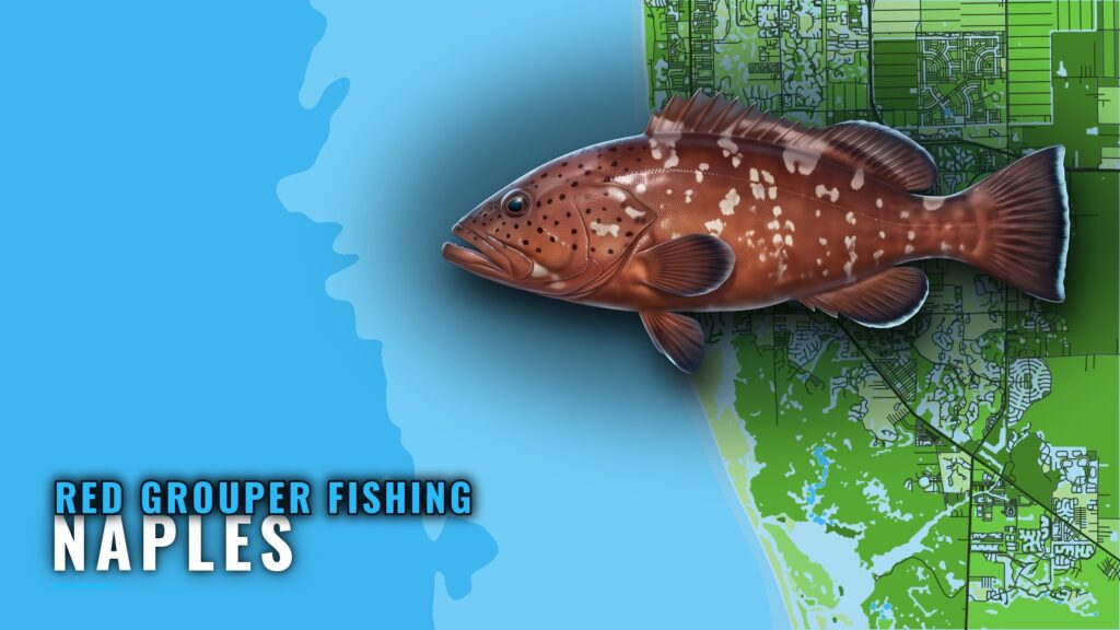 Red Grouper Fishing Out of Naples: Runs, Grounds, Fleet