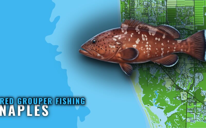 Red Grouper Fishing Out of Naples: Runs, Grounds, Fleet