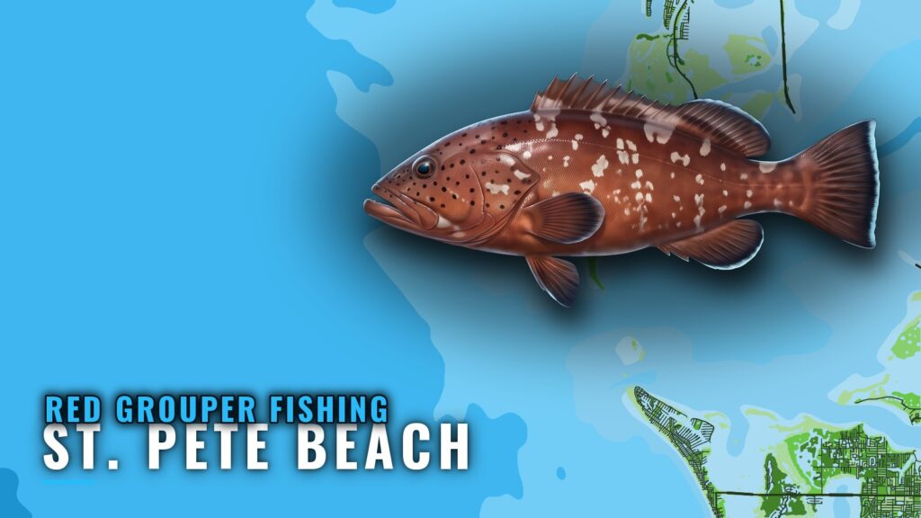 Red Grouper Fishing out of St. Pete Beach: Ledges and Reefs