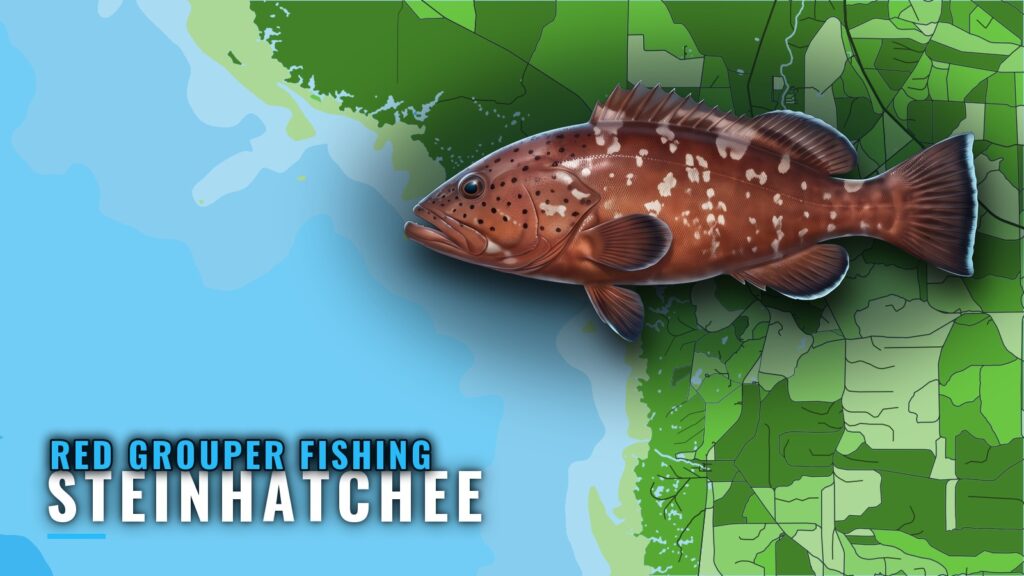 Red Grouper Fishing Out of Steinhatchee: Grounds and Rigs