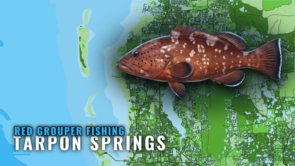 Red Grouper Fishing out of Tarpon Springs: Runs and Reefs