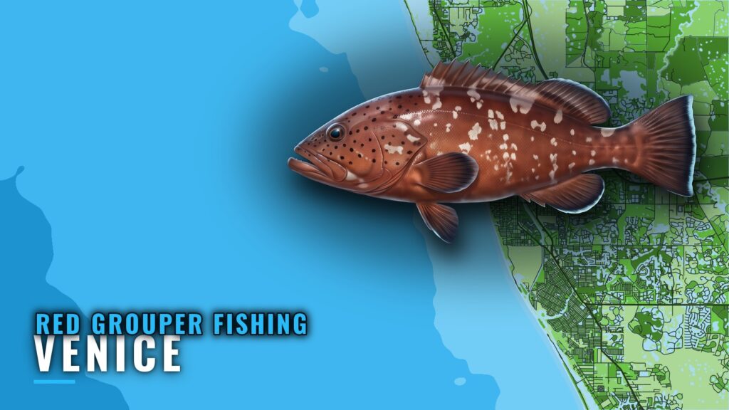 Red Grouper Fishing Out of Venice, FL: Reefs and Runs