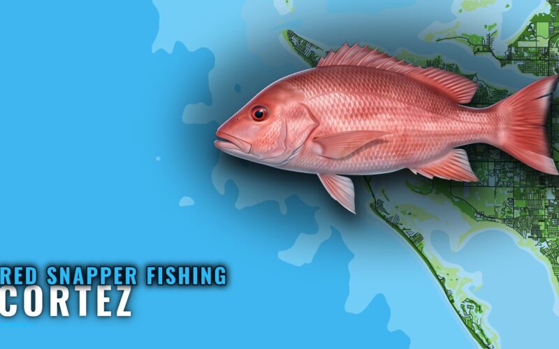 Red snapper fishing out of Cortez: season, runs and reefs