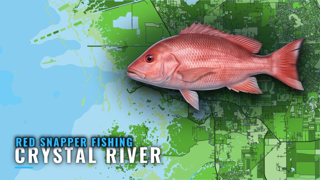 Red Snapper Fishing Out of Crystal River: Runs and Reefs