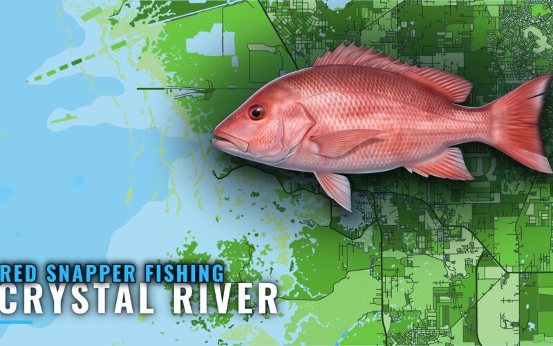 Red Snapper Fishing Out of Crystal River: Runs and Reefs