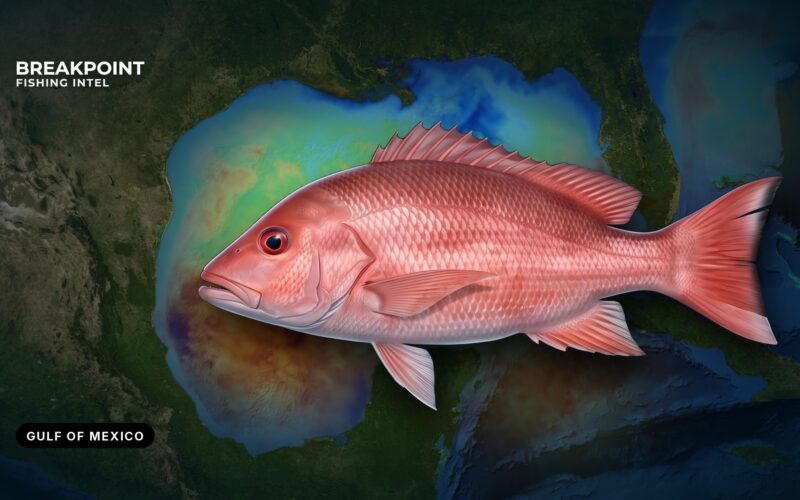 Red Snapper Fishing Guide: Gulf of Mexico and South Atlantic