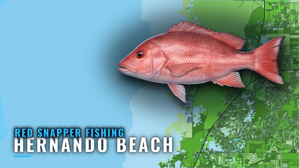 Red Snapper Fishing Out of Hernando Beach, Florida