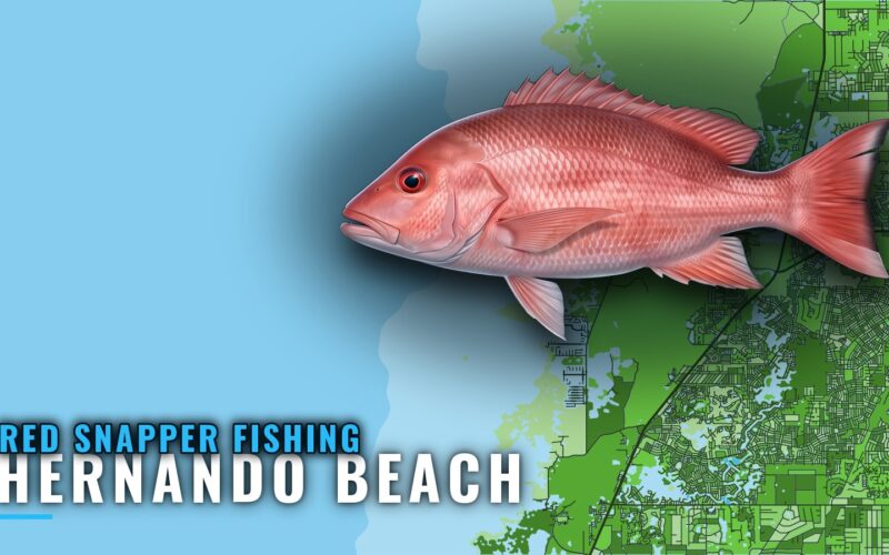 Red Snapper Fishing Out of Hernando Beach, Florida