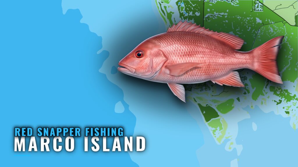 Red Snapper Fishing Out of Marco Island: Season and Depth