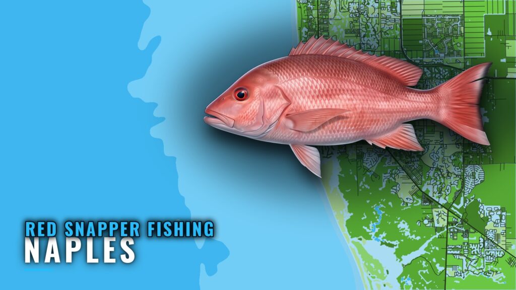 Red snapper fishing out of Naples: grounds and runs