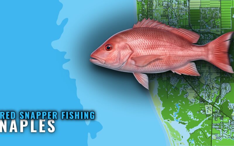 Red snapper fishing out of Naples: grounds and runs