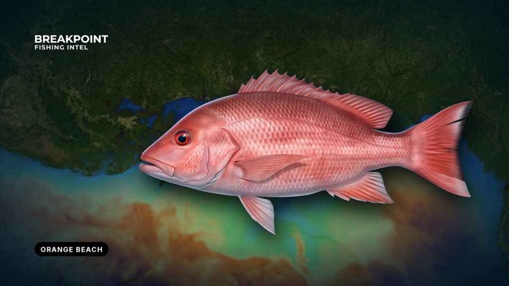 Red Snapper Fishing off Orange Beach, Alabama: Local Guide