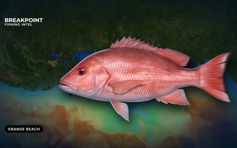 Red Snapper Fishing off Orange Beach, Alabama: Local Guide