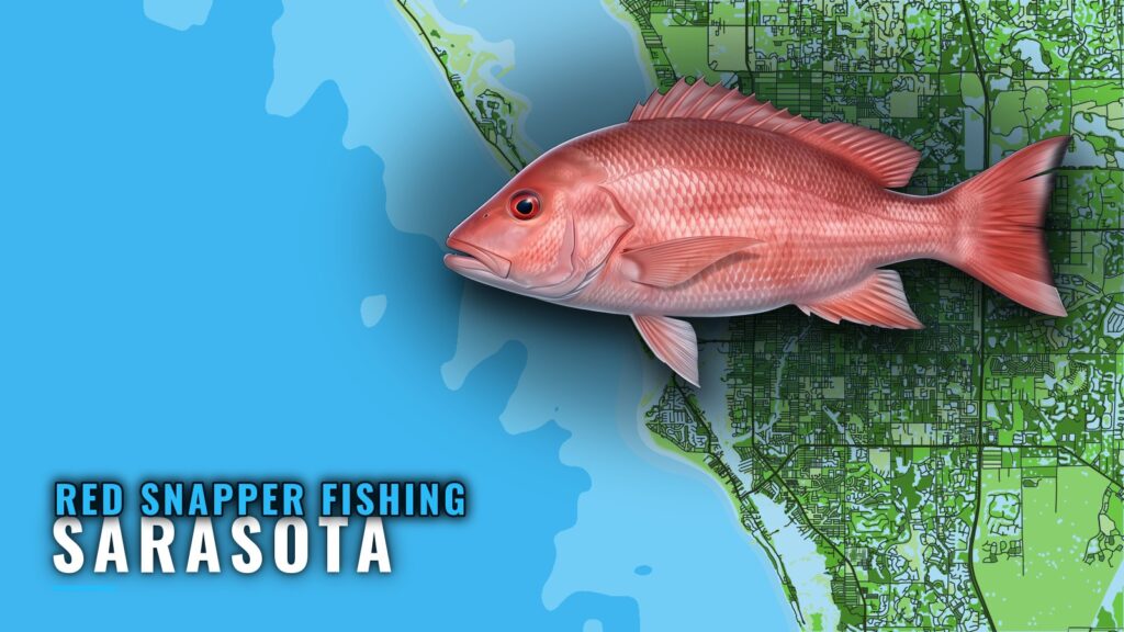 Red snapper fishing out of Sarasota: grounds, runs, season