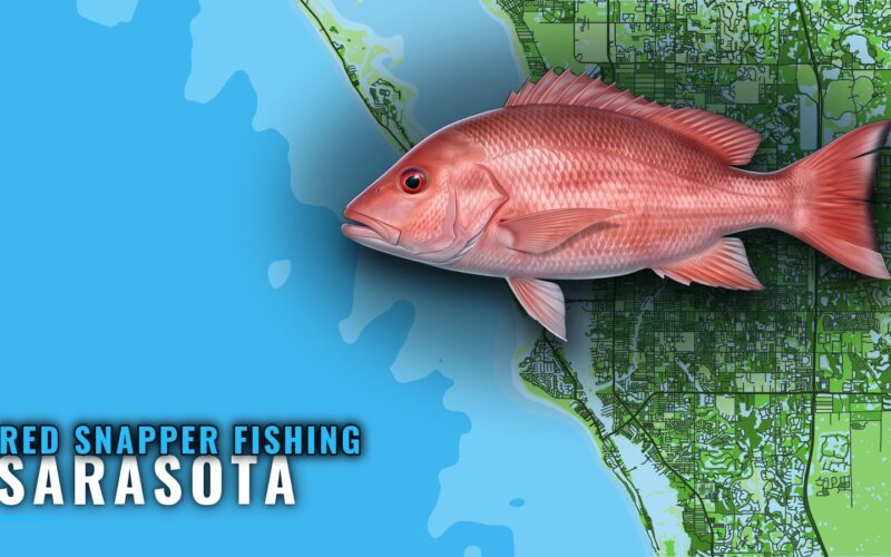 Red snapper fishing out of Sarasota: grounds, runs, season